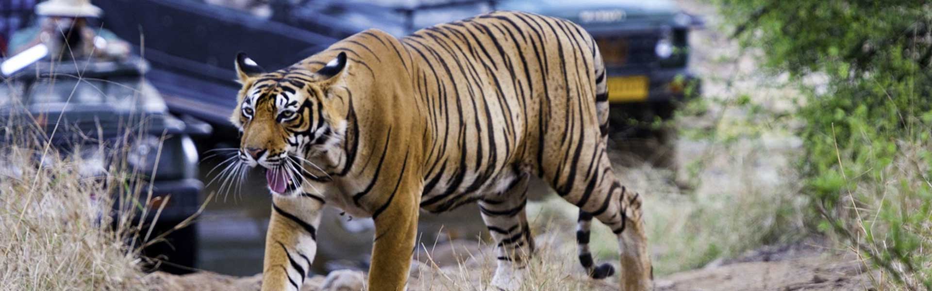 Delhi Agra Jaipur Ranthambore 7 Days Tour